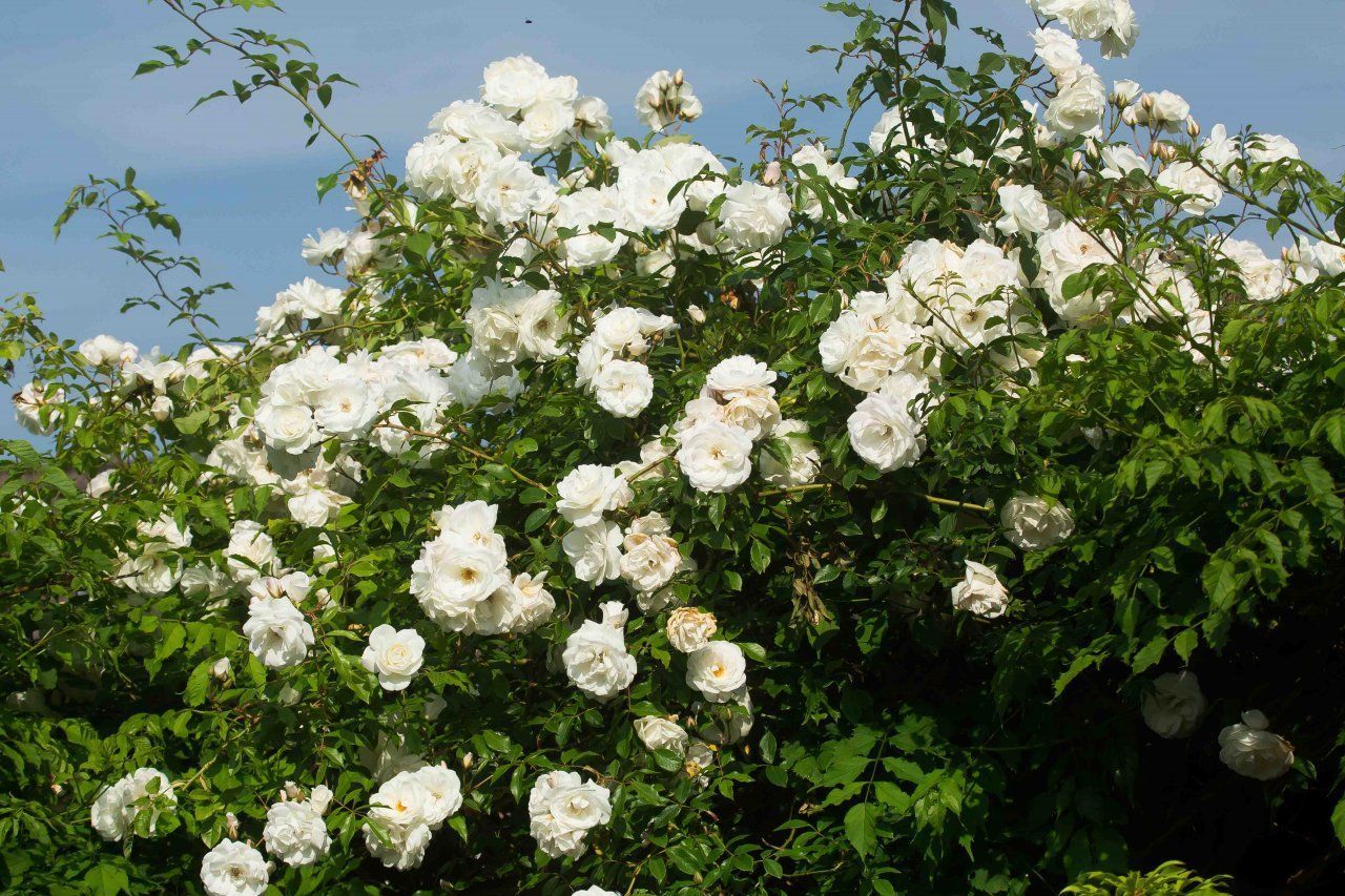Rosa 'Schneewittchen'
